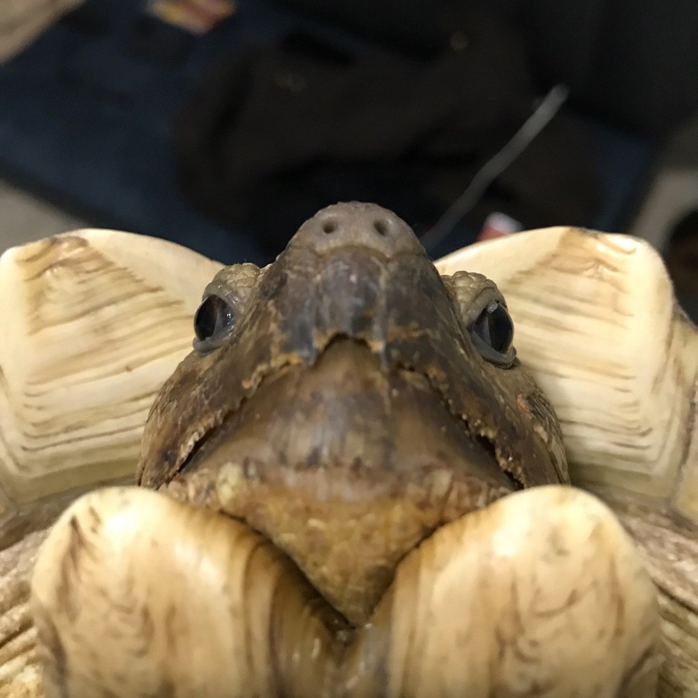 Meet your Posher, Carolynn